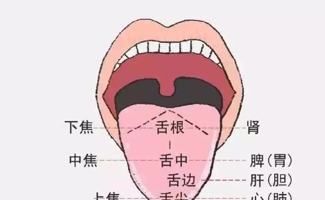 身體好不好，舌頭全知道