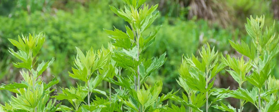 疫情反復切莫輕視，居家艾灸防疫，助您健康過(guò)年！